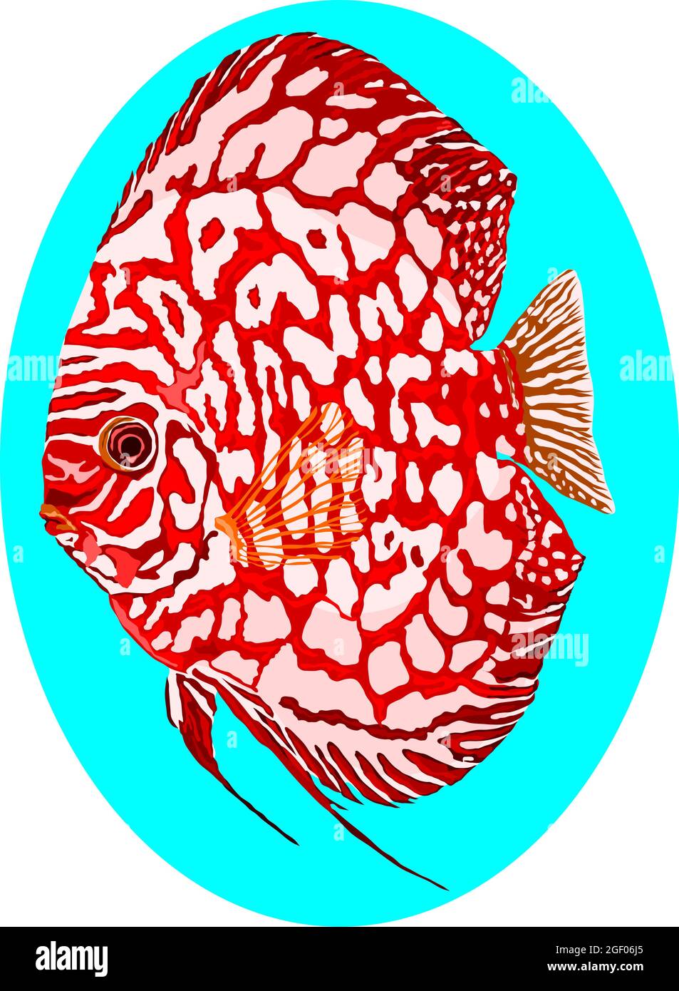 vettore di pesce discus di sangue di piccione rosso Illustrazione Vettoriale