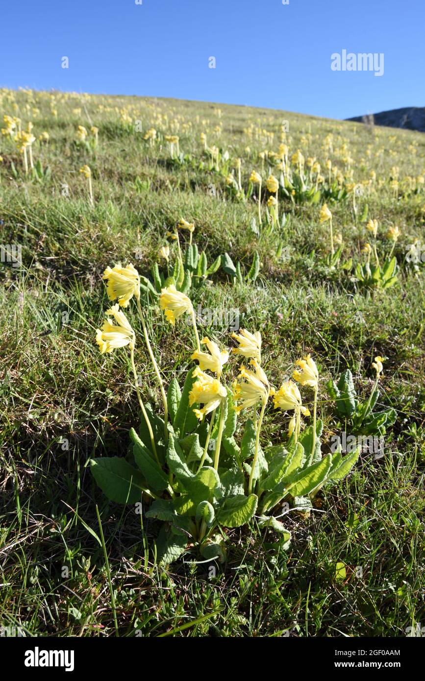 Gruppo di cowslips, Primula veris, che cresce sulla collina alpina nelle Alpi francesi inferiori Francia Foto Stock