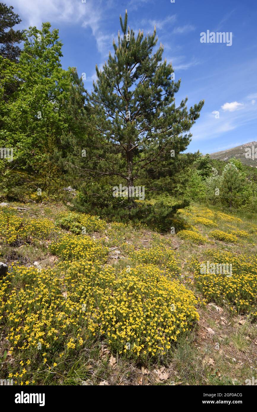 Masse invasive di Bermuda Buttercup, Oxalis pes-Caprae, che cresce in Foresta Clearing nella Riserva Naturale Verdon Alpes-de-Haute-Provence Francia Foto Stock