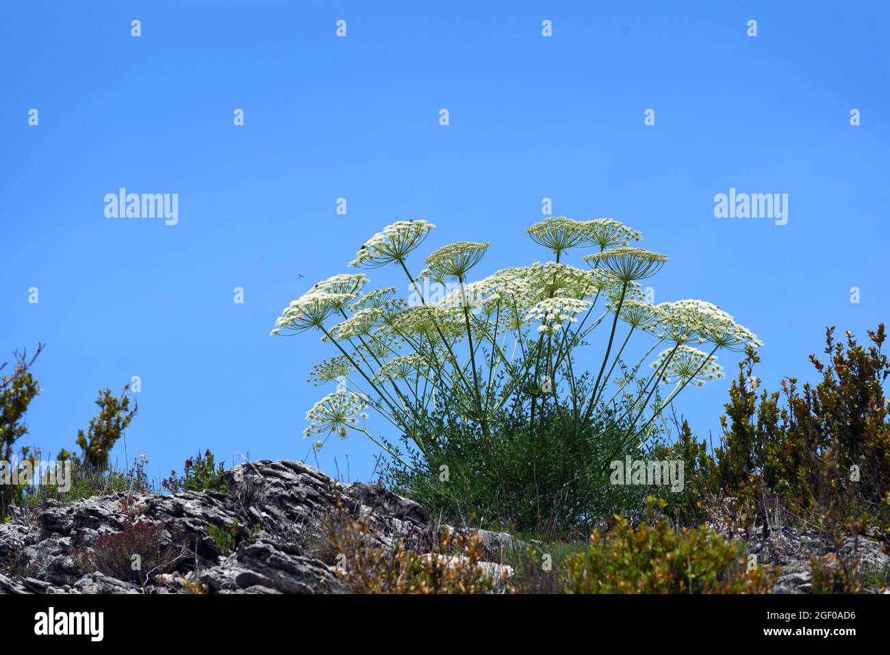 Carota selvaggia del Daucus del Carrot contro il cielo blu Foto Stock