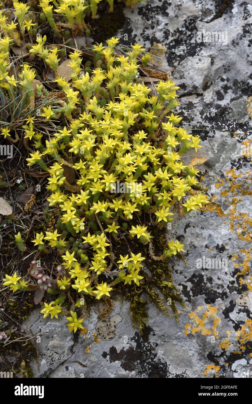 Goldmuss Stonecrop, Sedum acro, aka Mossy Stonecrop, Goldmuss Sedum, mordente Stonemoss o Wallpepper crescere su Lichen-Covered Rocks Provence France Foto Stock