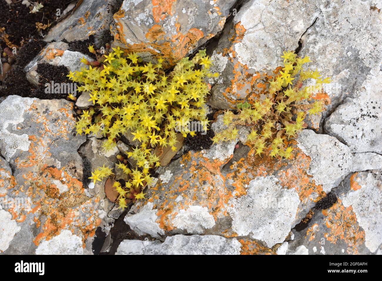 Goldmuss Stonecrop, Sedum acro, aka Mossy Stonecrop, Goldmuss Sedum, mordente Stonemoss o Wallpepper crescere su Lichen-Covered Rocks Provence France Foto Stock