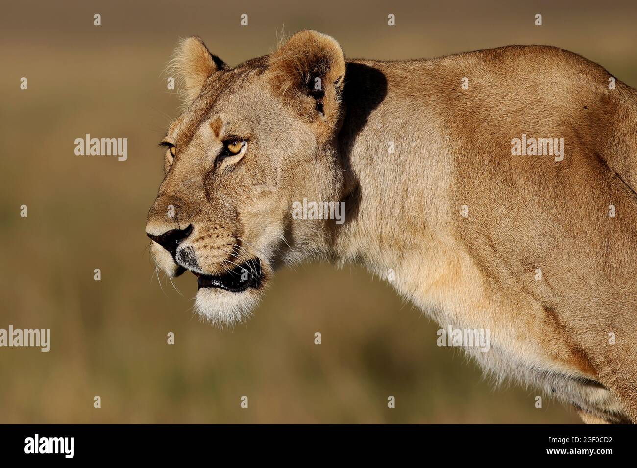 Der Löwe ist das zweitgrößte Raubtier der Welt, Die Großen Raubkatzen sind in Gefahr und vom Aussterben bedroht. Sie sind stolz und Majestätisch Foto Stock