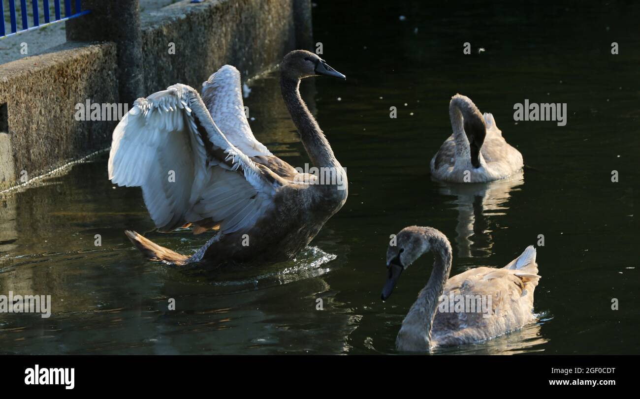 Weißer Schwan schwimmt im See a Sulzbach Rosenberg, Amberg, Oberpfalz, Bayern, Deutschland Foto Stock