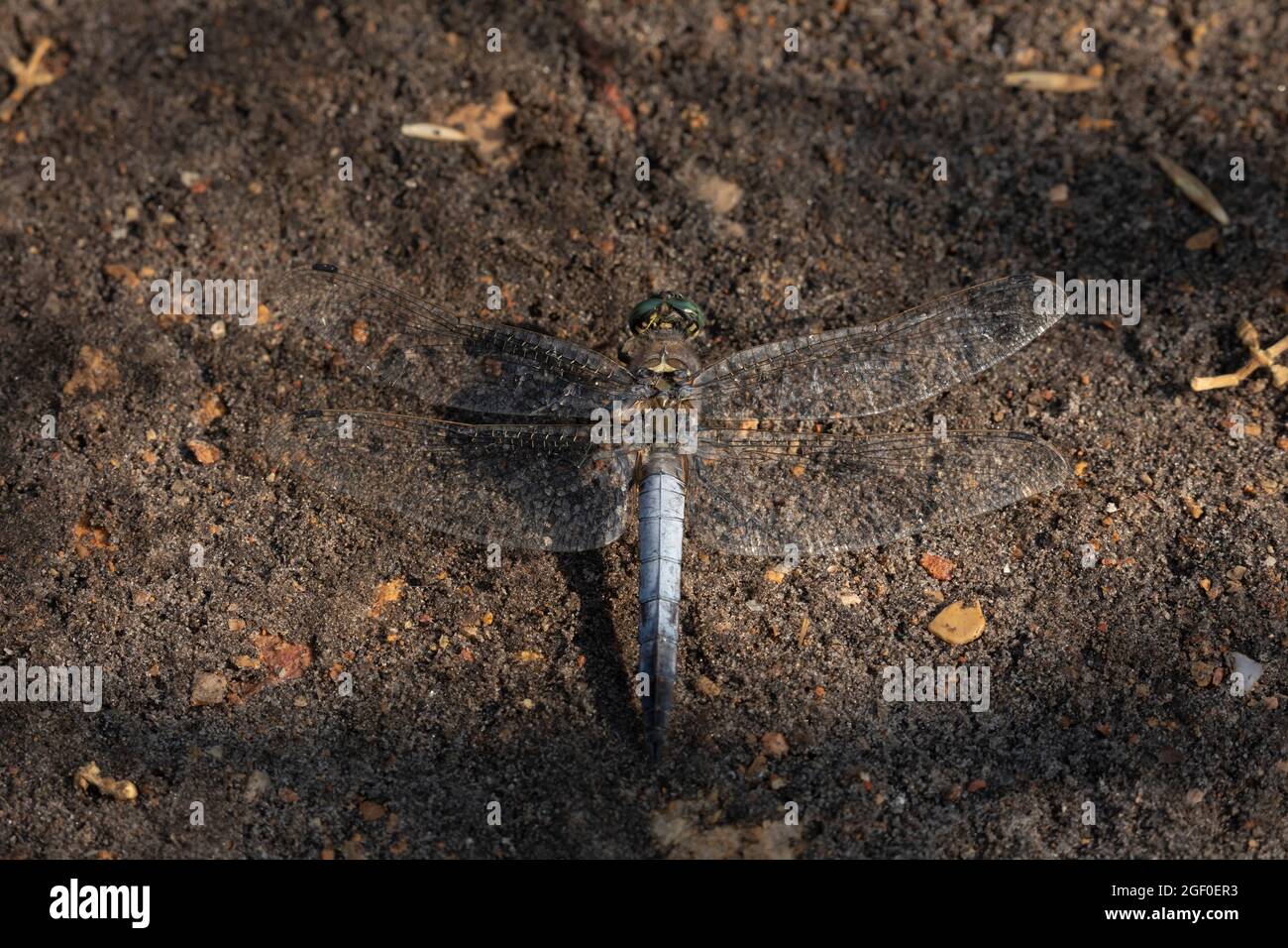 Una grande libellula si trova a terra, Parco Naturale Prat de Cabanes, Torreblanca, Castellon, Spagna Foto Stock