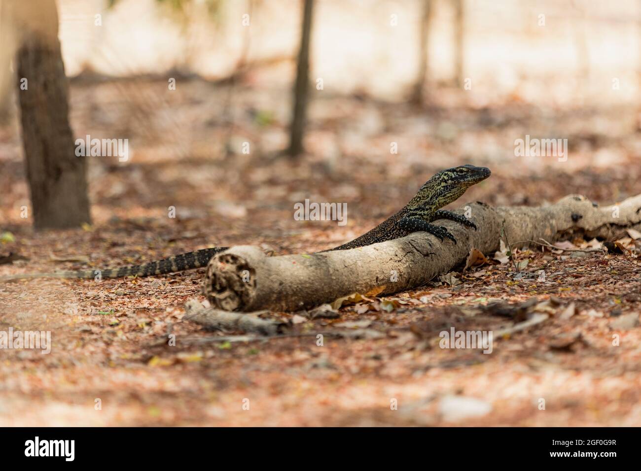 Baby Komodo drago appoggiato sul ceppo Foto Stock
