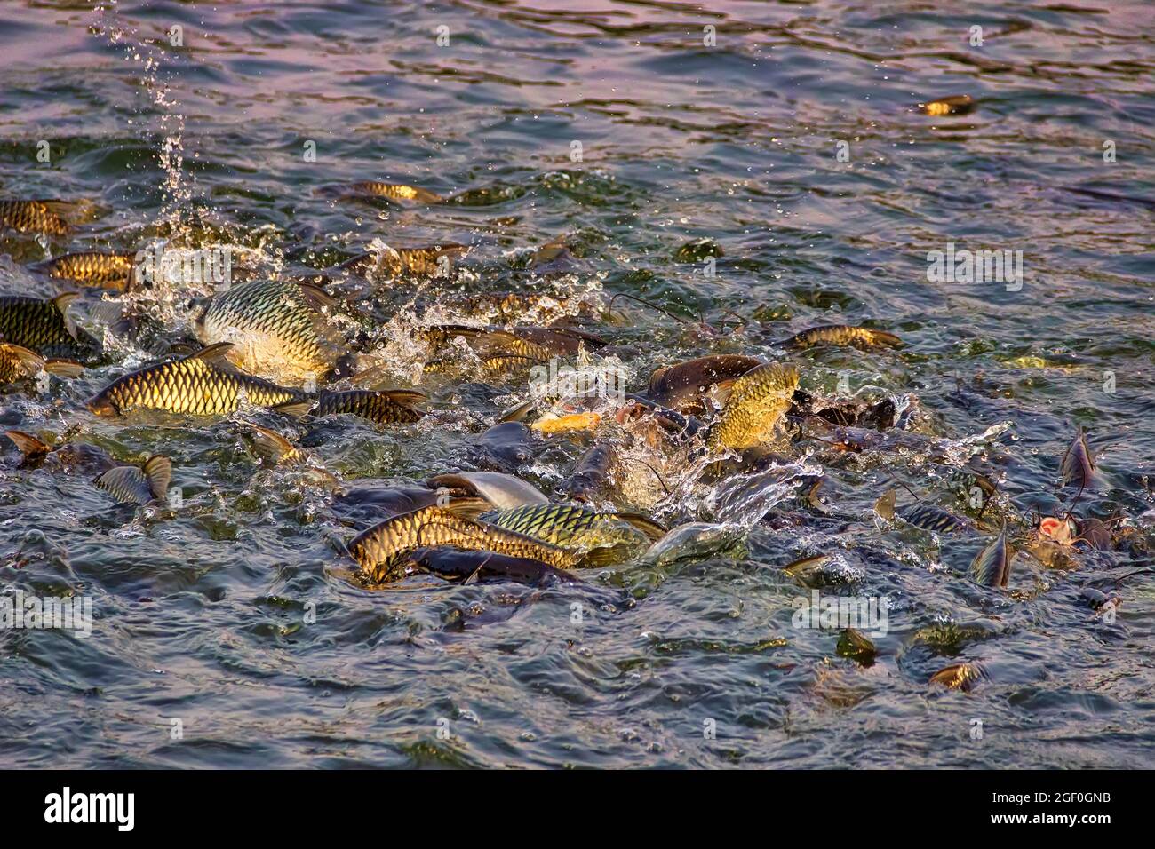 Le carpe cinesi (Ctenopharyngodon idella) sono allevate negli stagni del sud-est asiatico. Questi pesci reagiscono vividamente all'alimentazione, stabilimento di pesci dello stagno. Pesce gatto Foto Stock