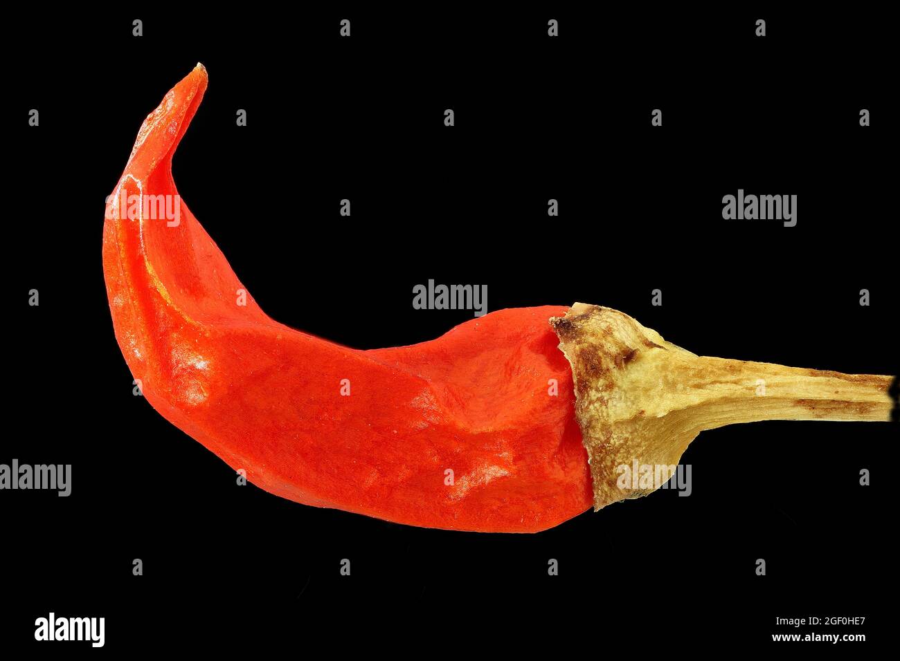 Capsicum annuum, peperoncino, Spanischer Pfeffer, primo piano, frutta Foto Stock