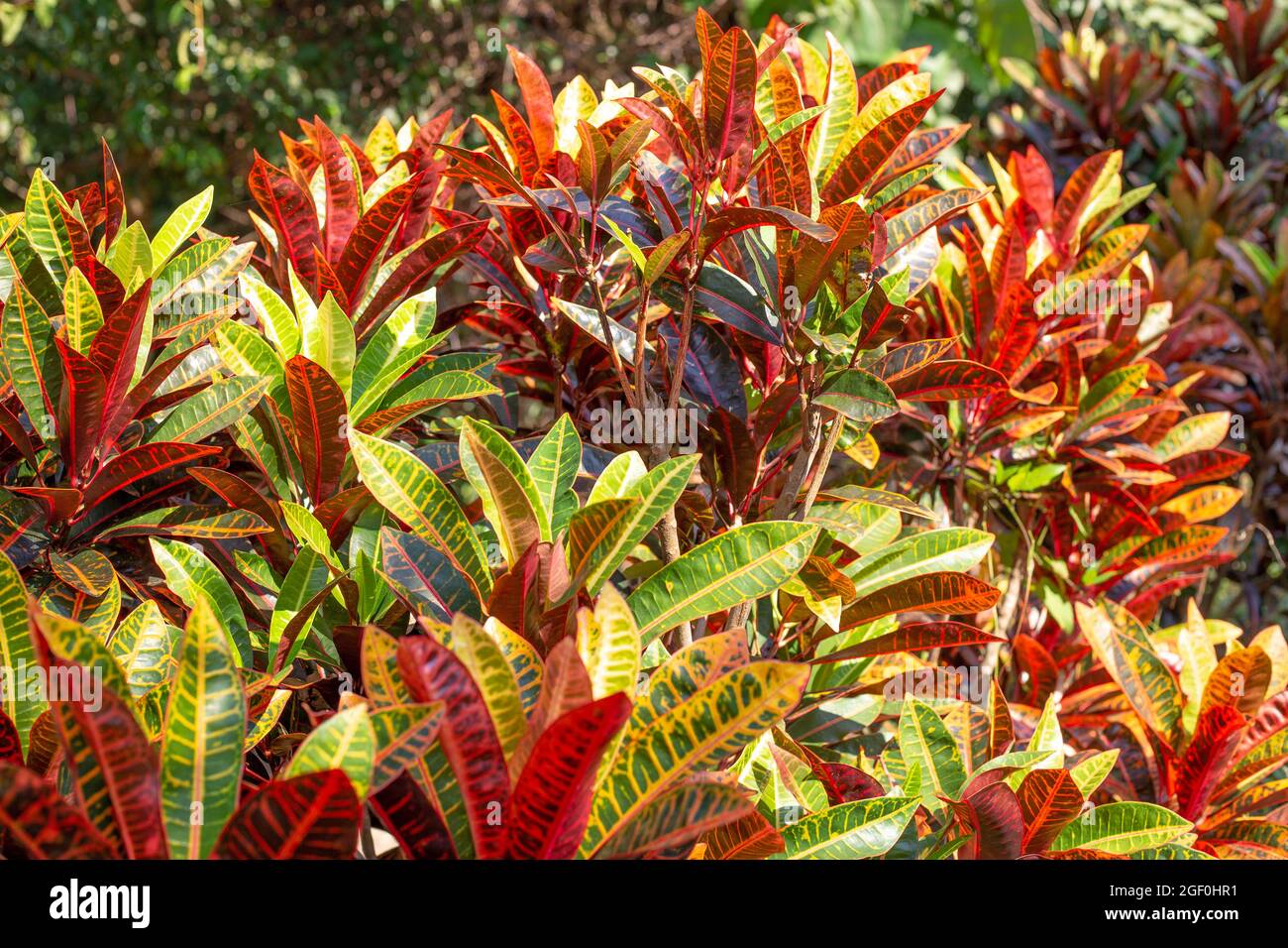 Arancio brillante con fiore di Croton verde nei tropici al sole Foto Stock