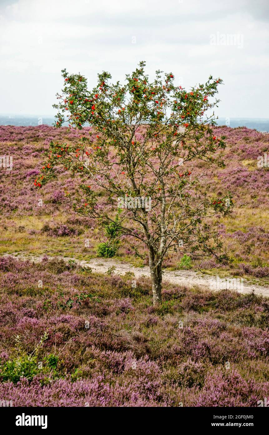 Solitario sorbus albero in campi di erica nel Parco Nazionale di Sallandse Heuvelrug nei Paesi Bassi Foto Stock