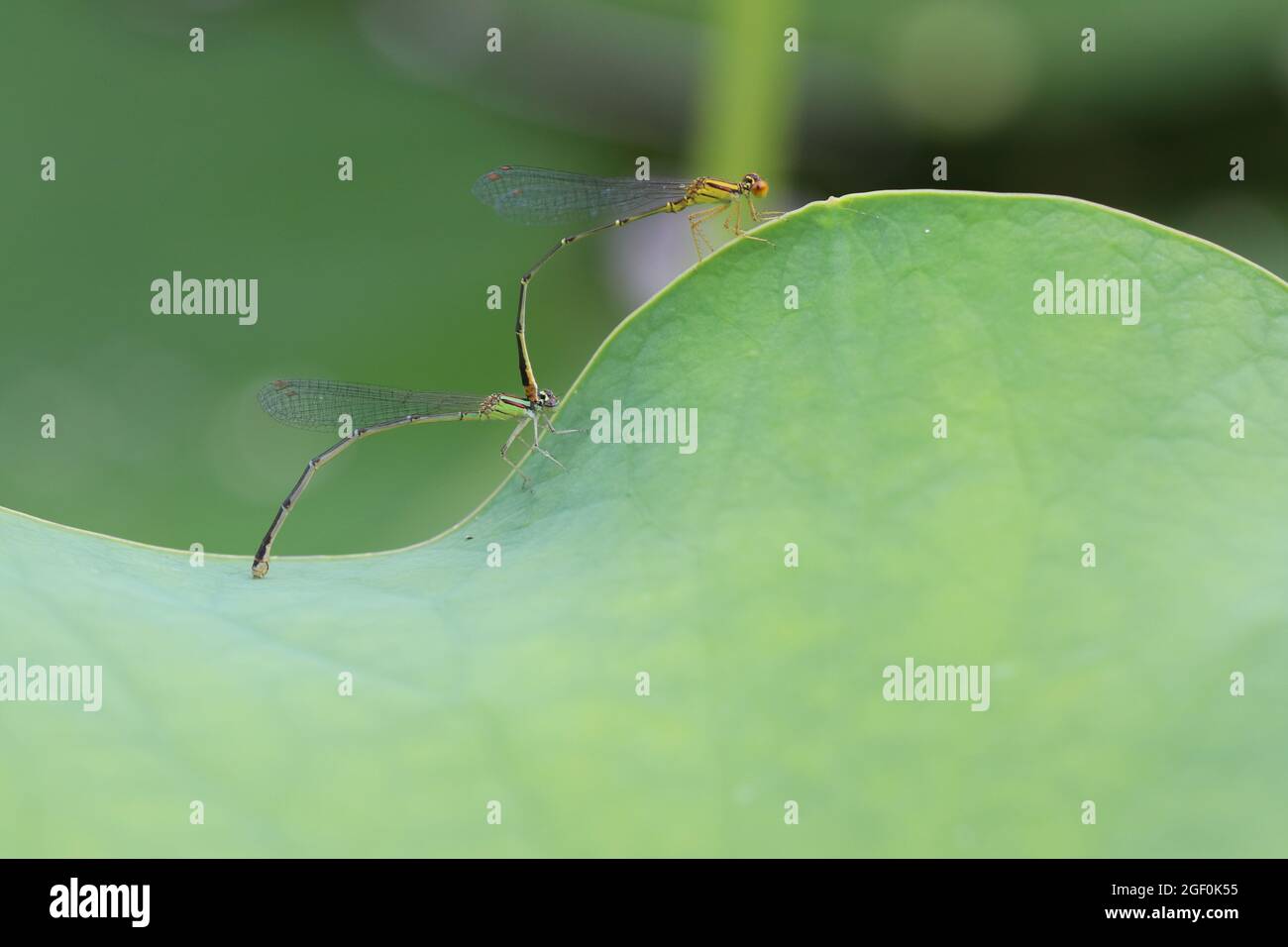 Un paio di damselflies si accoppiano in cima a un cuscinetto di giglio. Foto Stock