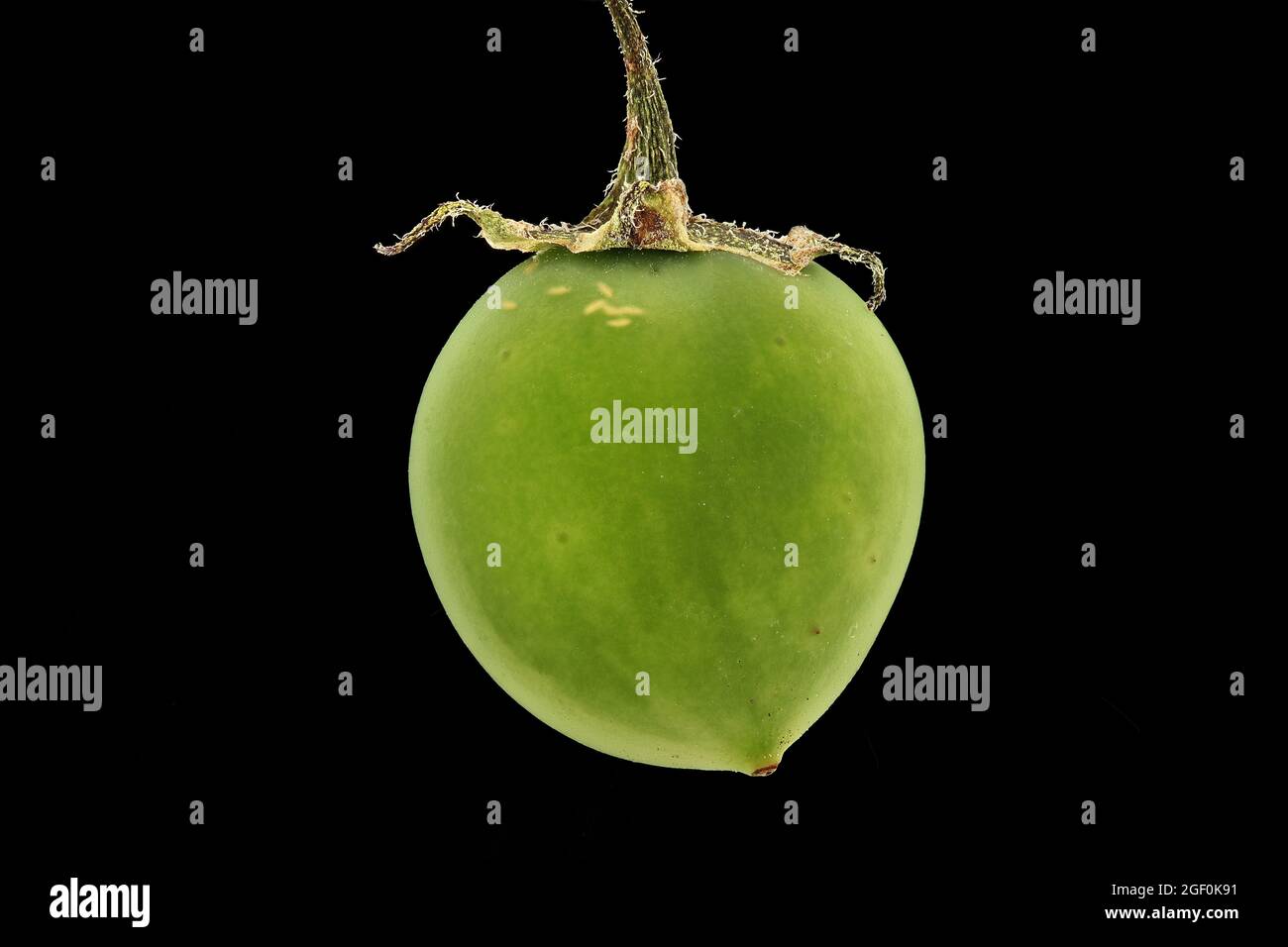 Solanum tuberosum, patate, Kartoffel, primo piano, frutta, bacche Foto Stock