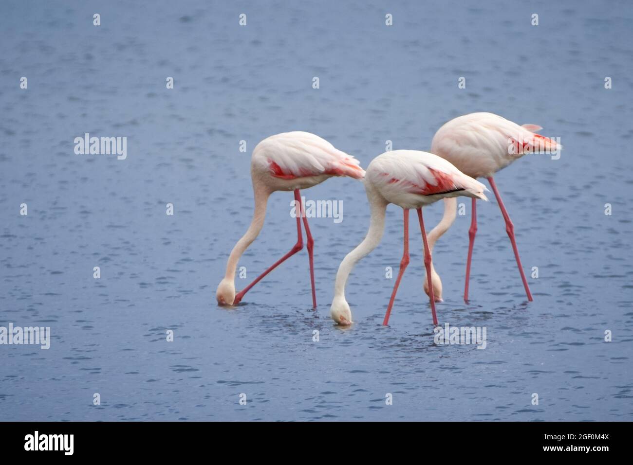 Tre fenicotteri maggiori (Fenicotterus roseus) che predicano cibo in acque poco profonde nelle zone umide di Walvis Bay, Namibia, Africa. Foto Stock