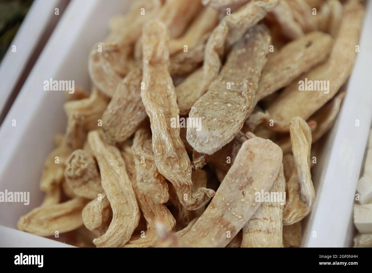 Gastrodia elata blume è una specie di rara medicina cinese. Foto Stock