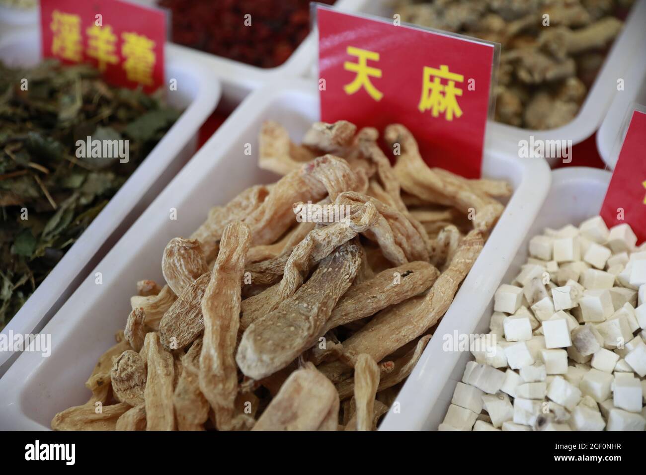 Gastrodia elata blume è una specie di rara medicina cinese. Foto Stock