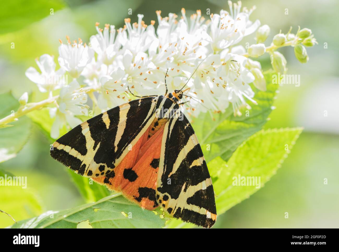 Maglia Tiger Moth (Euplagia quadripuntaria) Foto Stock