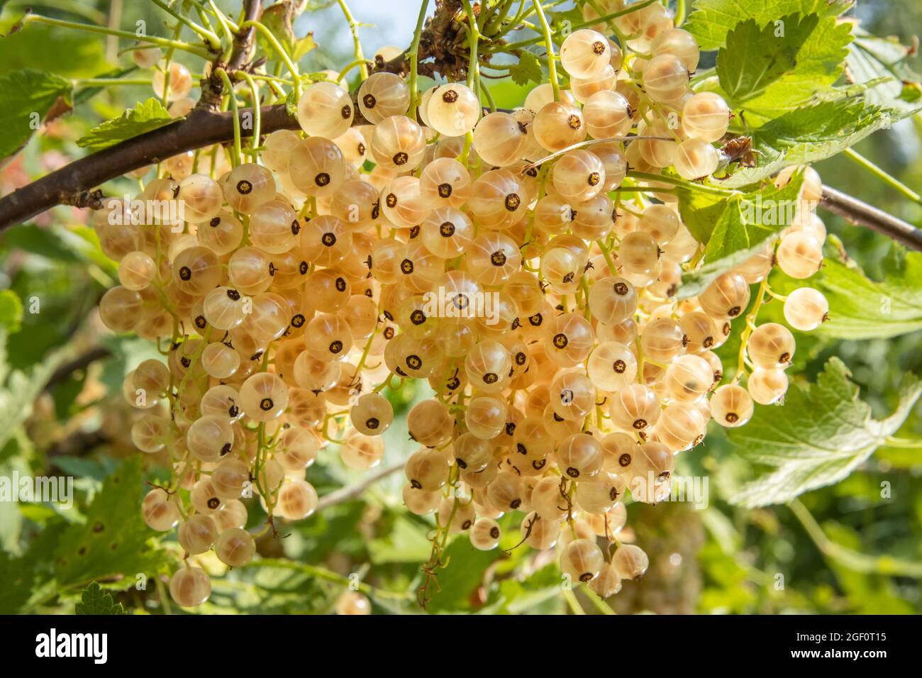 Currant giallo da vicino su un cespuglio nel giardino. Per design, striscioni ed etichette Foto Stock