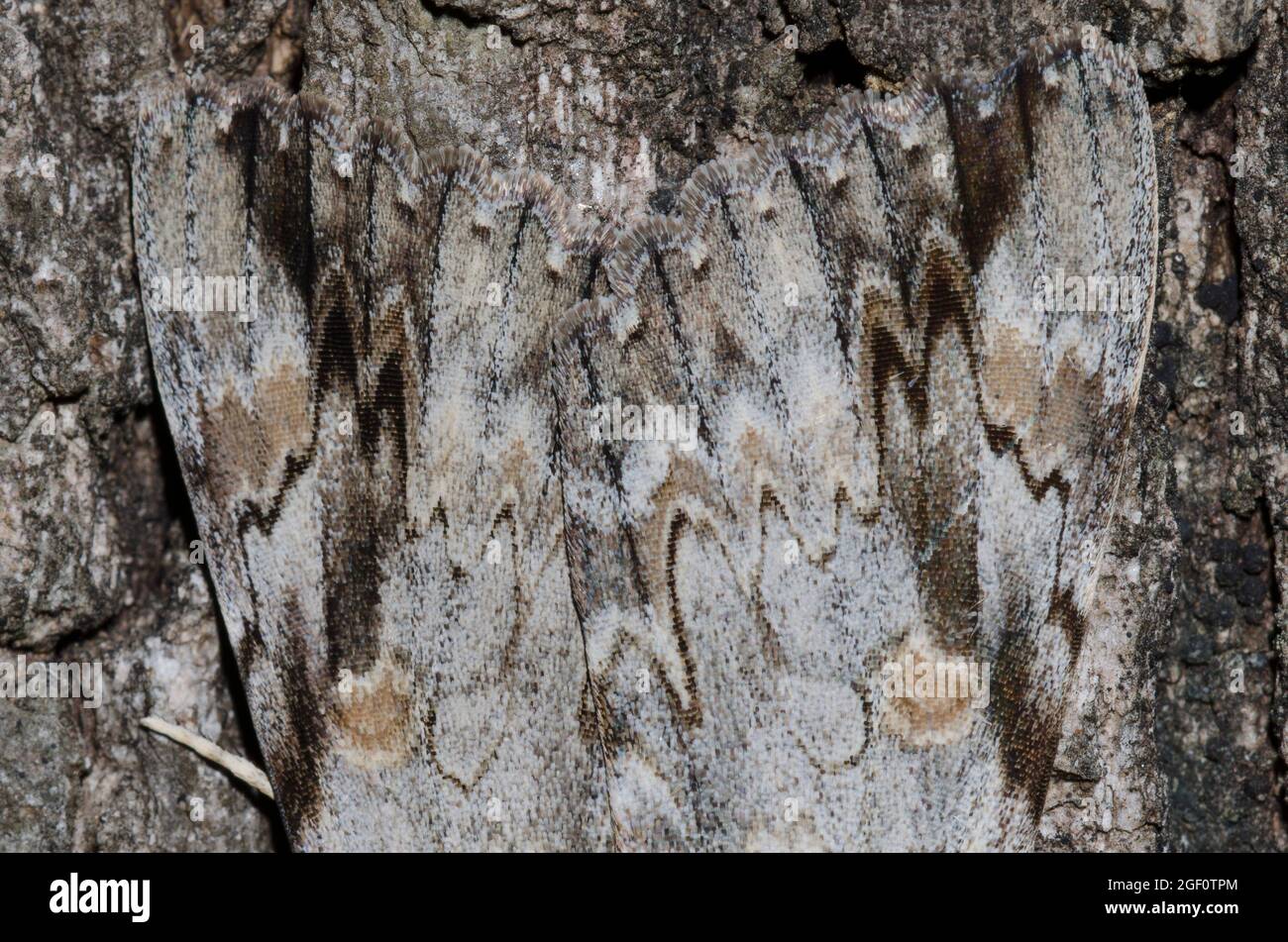 Triste Underwing, Catocala maestosa, mimetizzata sulla corteccia di albero Foto Stock