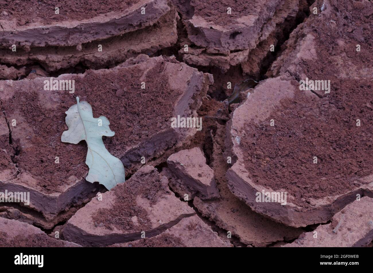 Modello in fango fessurato con quercia post, Quercus stellata, foglia Foto Stock