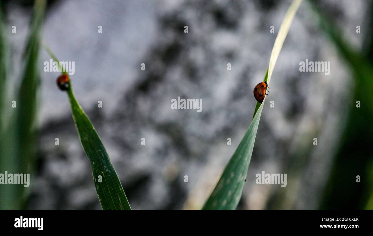 Ladybug seduto su una foglia di fiore caldo giorno di primavera su una foglia di insetto scarabeo. Macro di sette spot coccinella septempunctata . Foto Stock