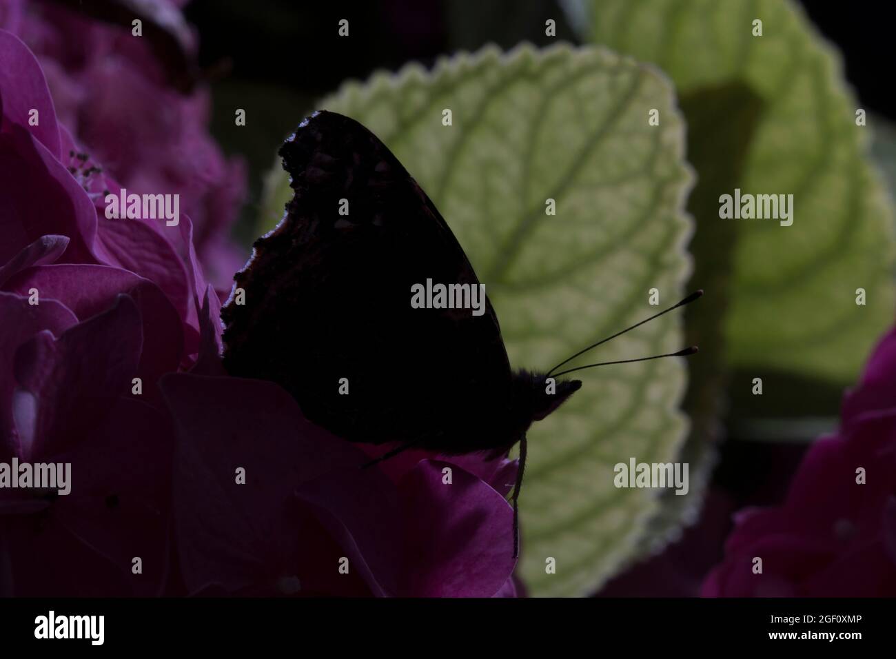 Spooky Red Admiral Butterfly silhouette su Hydrangea Foto Stock