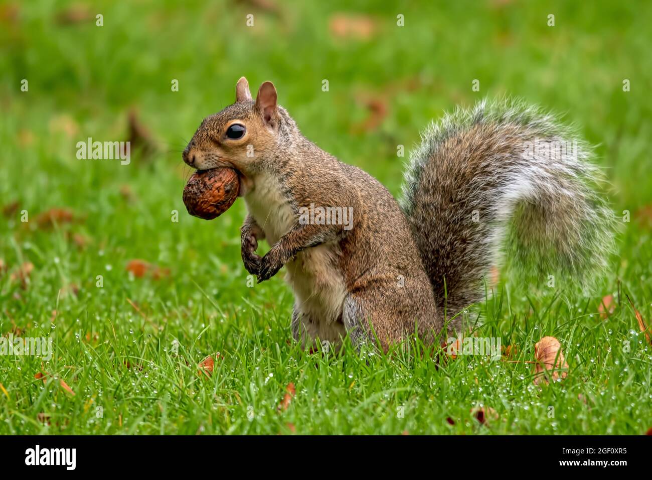 Lo scoiattolo con un acorno in bocca sedette sull'erba a Mote Park, Maidstone, Kent, UK Foto Stock