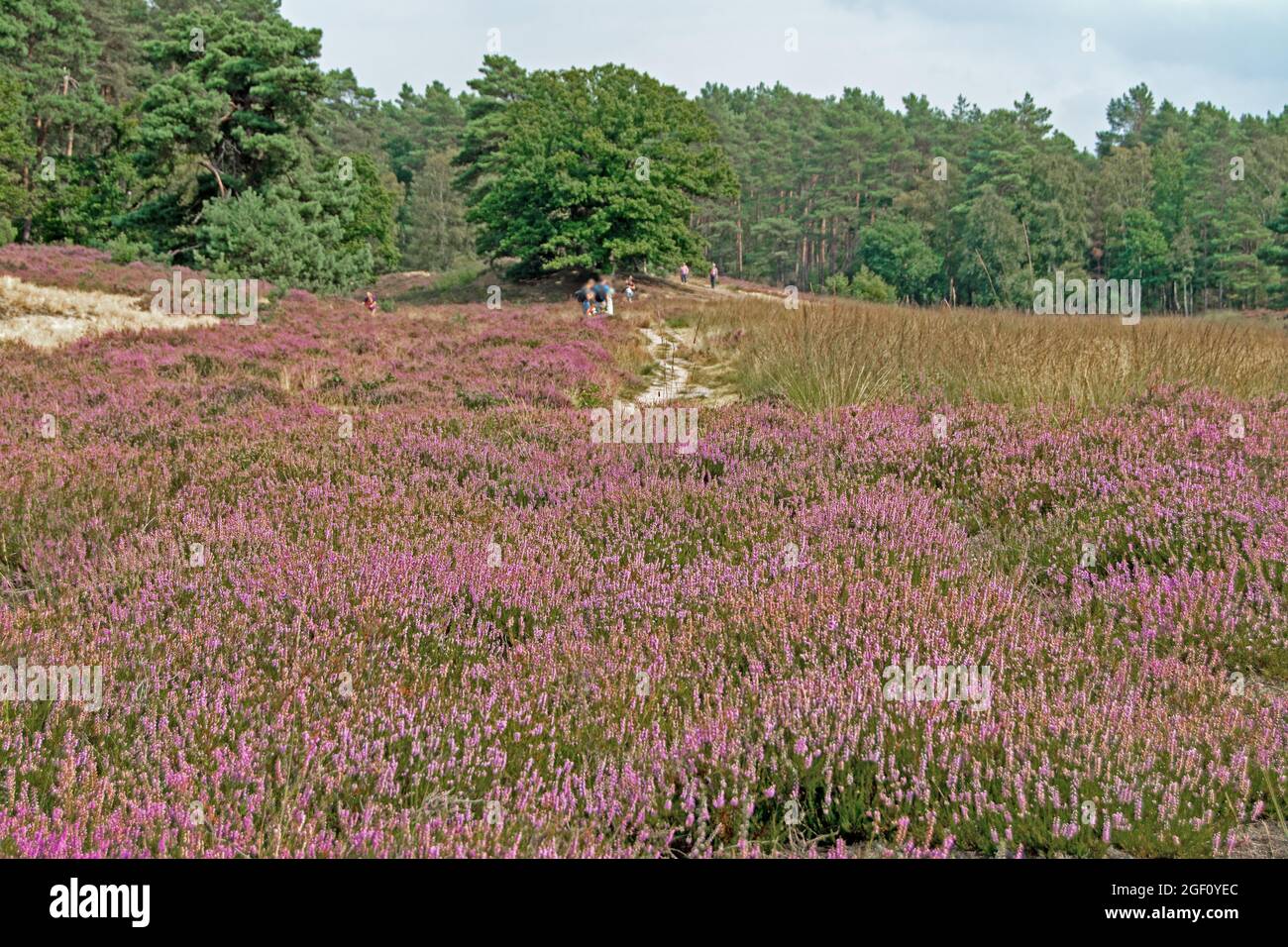 Heideblüte in der Süd Heide oder auf den Spuren von Hermann Löns Foto Stock
