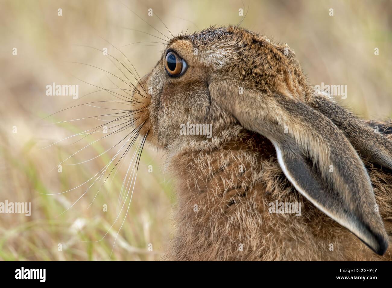 Ritratto di lepre marrone europeo Foto Stock