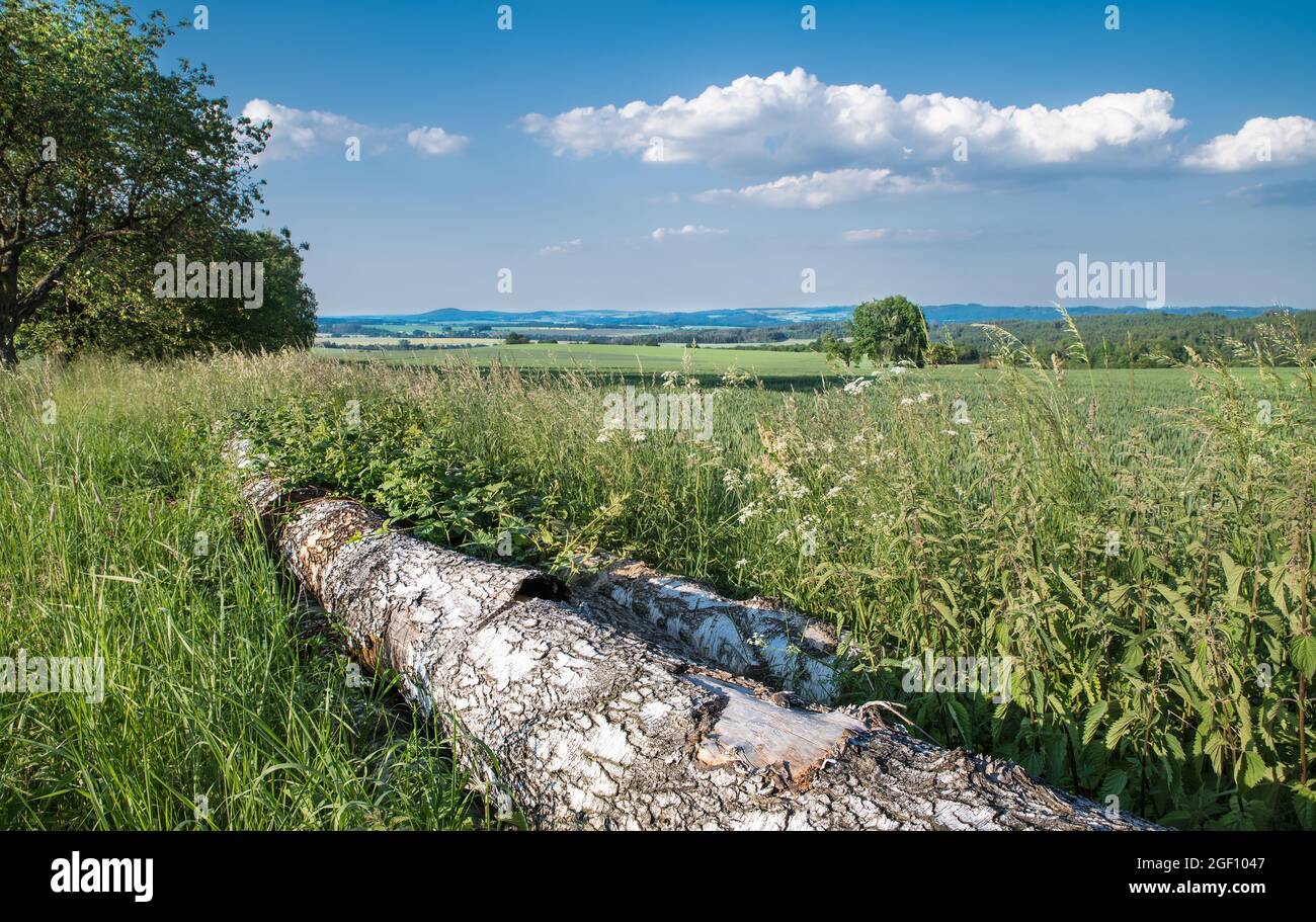 Caduto tronco di betulla in paesaggio rurale con nuvole bianche su cielo blu. Corteccia di peeling su tronchi giacenti in erba verde, ortiche e fiori selvatici. Czechia. Foto Stock
