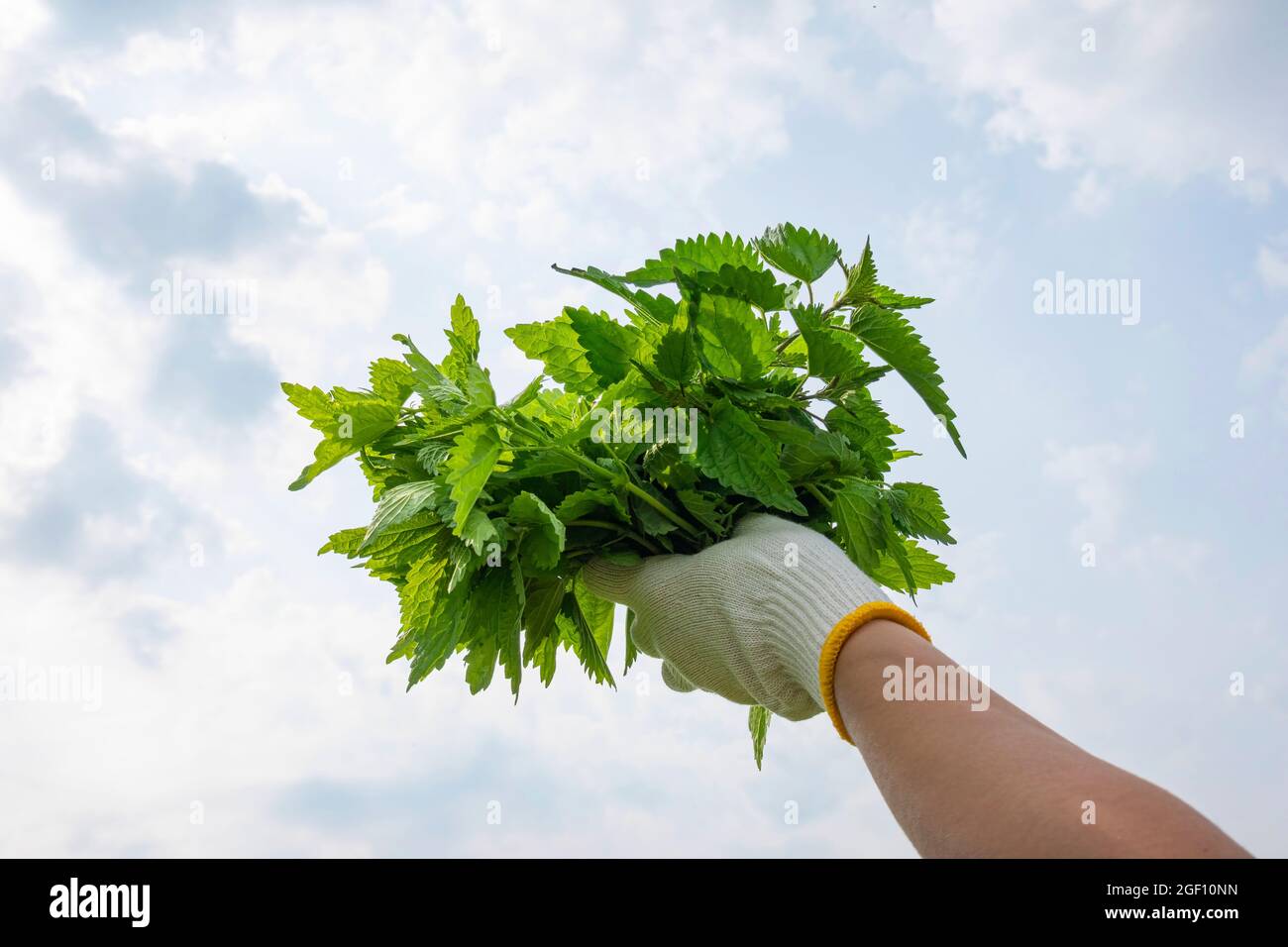 Mazzo di foglie di ortica fresche raccolte in donna mano su sfondo cielo. Cibo sano, superfood, erbe per la salute e la bellezza, cura della pelle Foto Stock