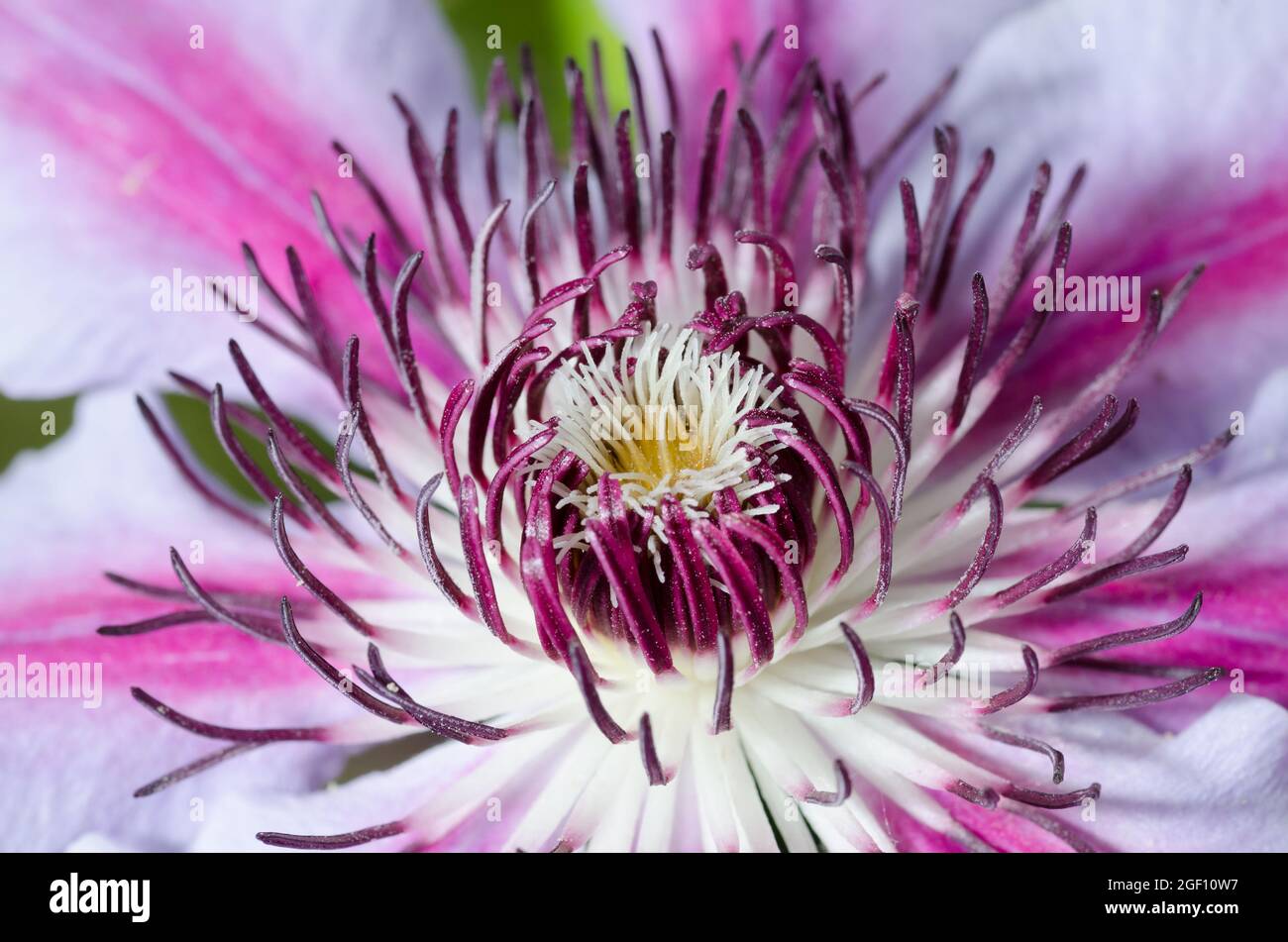 Macro di Clematis Fiore completamente aperto (Famiglia Buttercup) Foto Stock