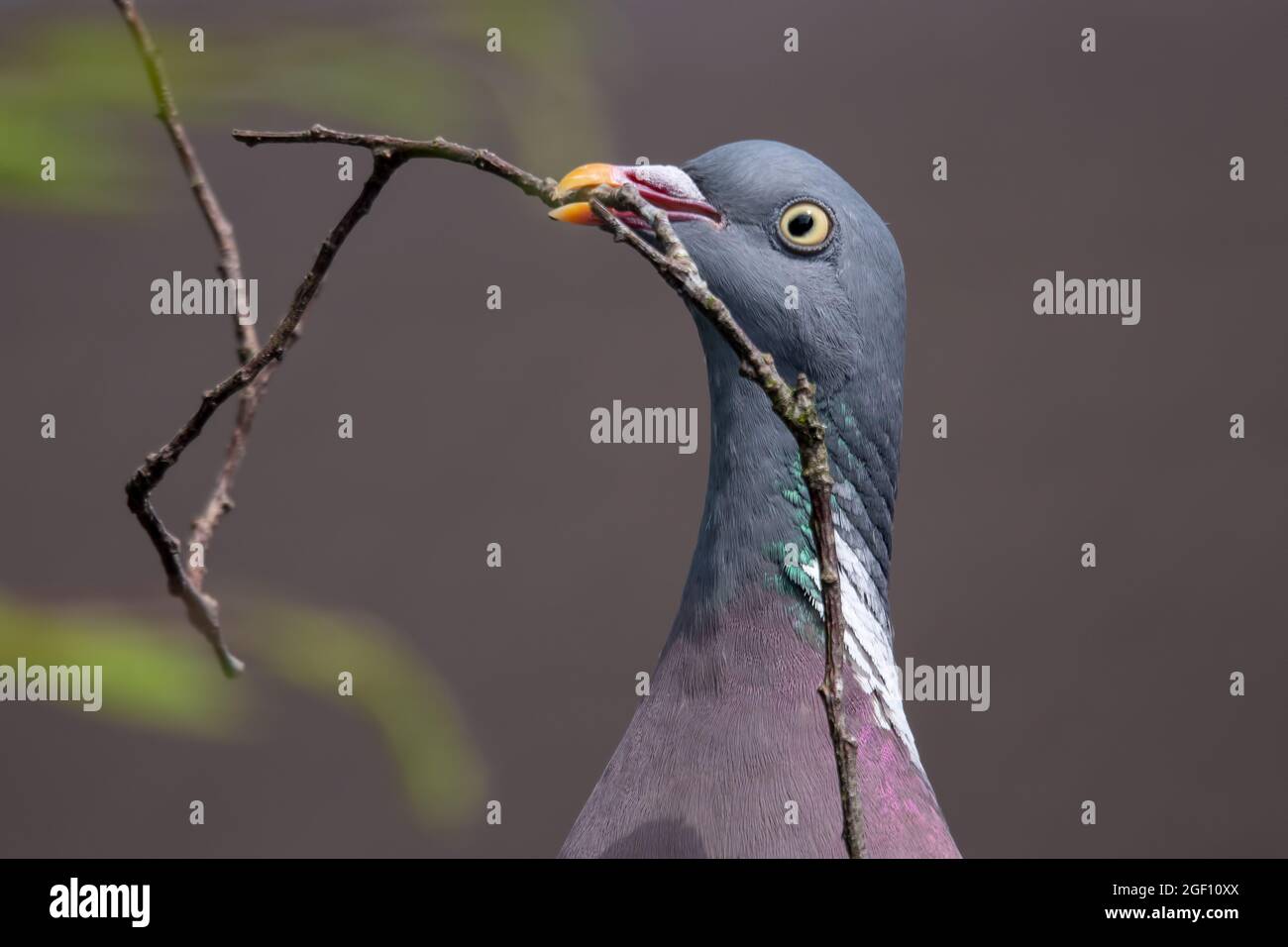 Ritratto di un piccione di legno comune con materiale nidificante nel suo becco. Foto Stock