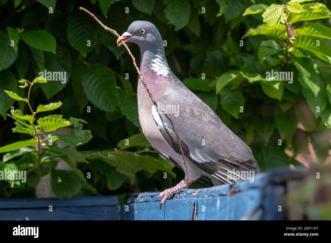 Piccione di legno comune arroccato su un recinto giardino con materiale nidificante nel suo becco. Foto Stock