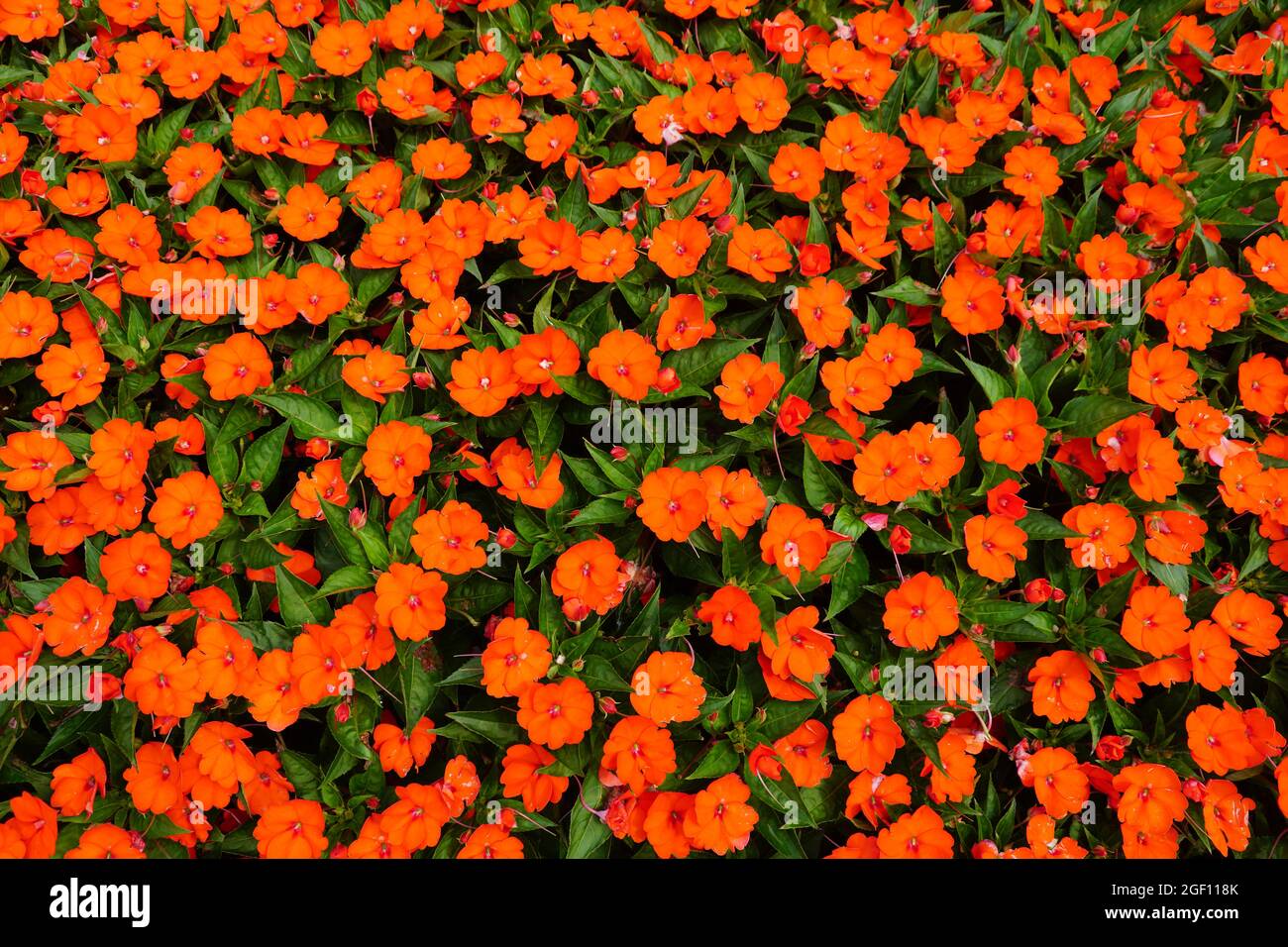 Colore arancione luminoso dei fiori della Nuova Guinea Impatiens Foto Stock