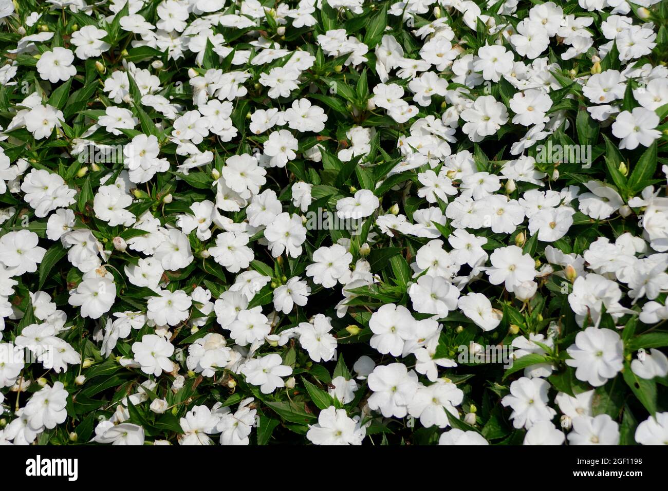 Colore bianco dei fiori della Nuova Guinea Impatiens Foto Stock