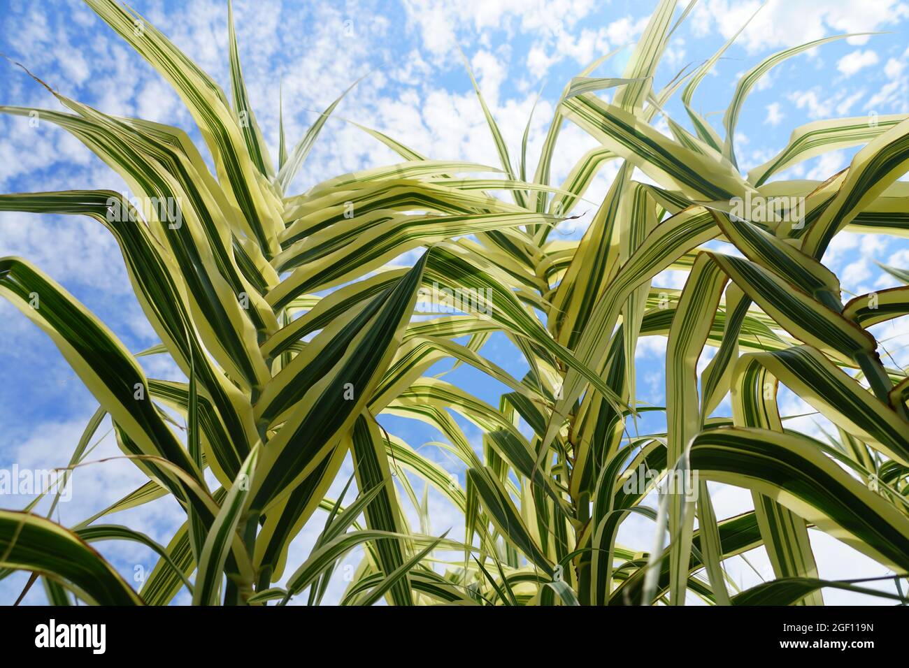 Bel colore verde e bianco della pianta variegata di canna da zucchero Foto Stock