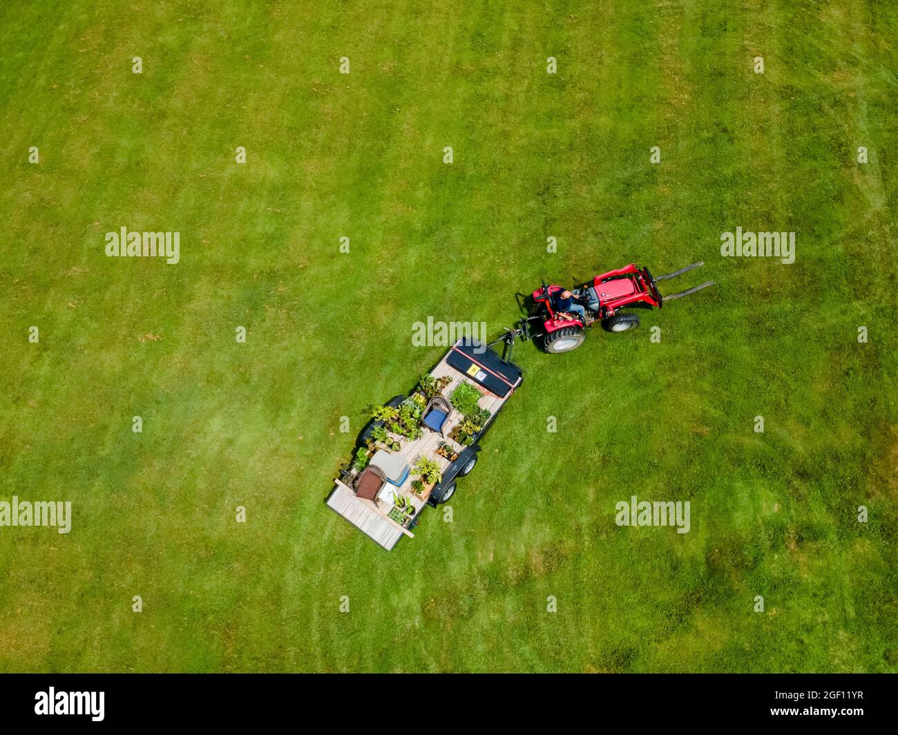 Un trattore rosso tira un rimorchio con piante su di esso attraverso un campo di erba verde in una giornata estiva soleggiata e limpida. Prospettiva aerea verso il basso. Foto Stock