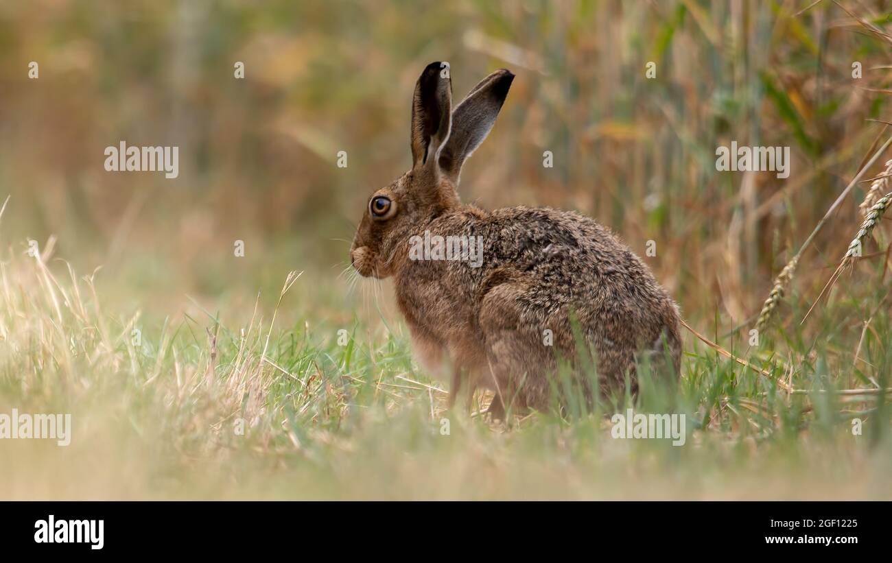 Lepre marrone seduta in un campo con erba lunga e corta sull'isola di sheppey, kent, Regno Unito Foto Stock