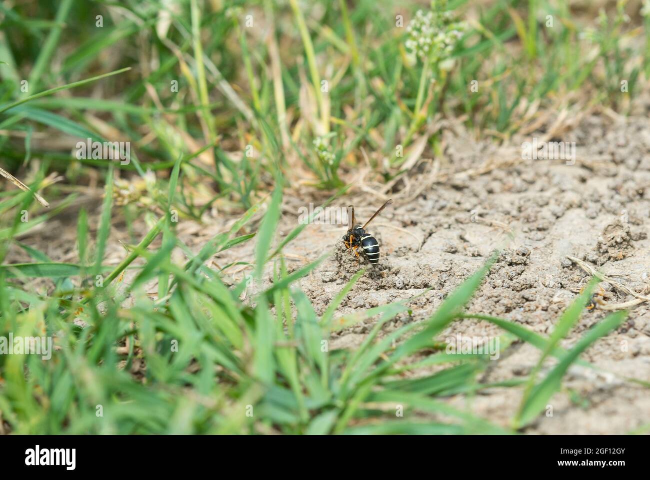 Fen Mason Wasp che entra nel suo burrow, NWT Hickling Broad, Norfolk. Foto Stock