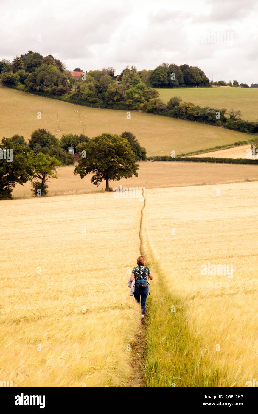 Donna che cammina nelle Chiltern Hills sulla via Chilterns lungo distanza sentiero vicino Stokenchurch Buckinghamshire, Inghilterra. Foto Stock