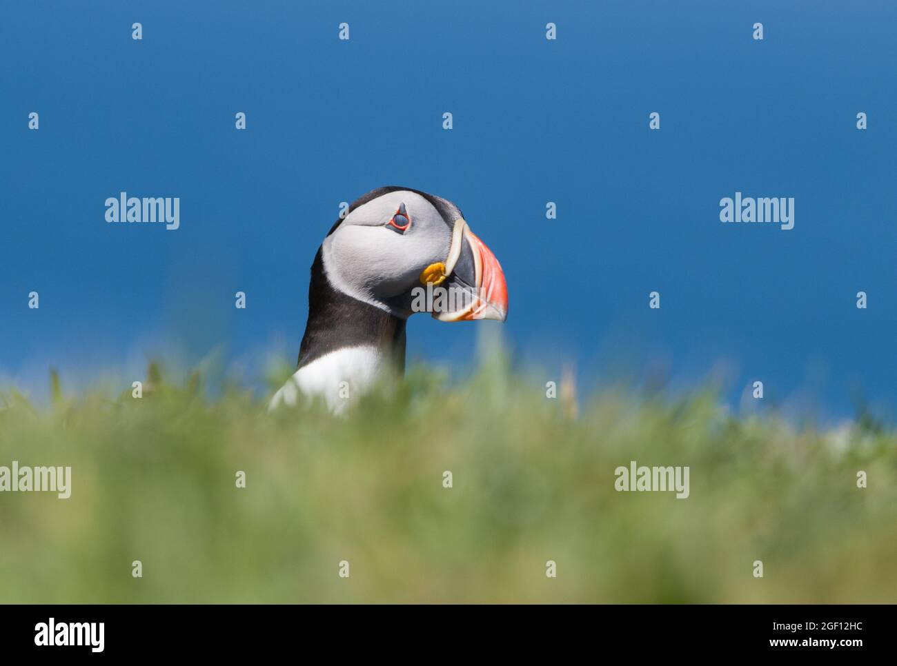 Puffin, lunga Foto Stock