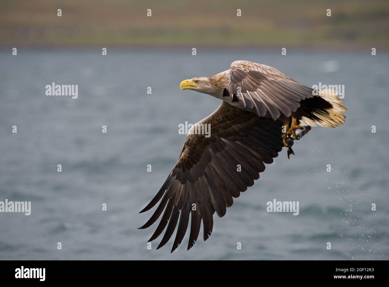Aquila di mare con coda bianca con pesce, Isola di Mull. Foto Stock
