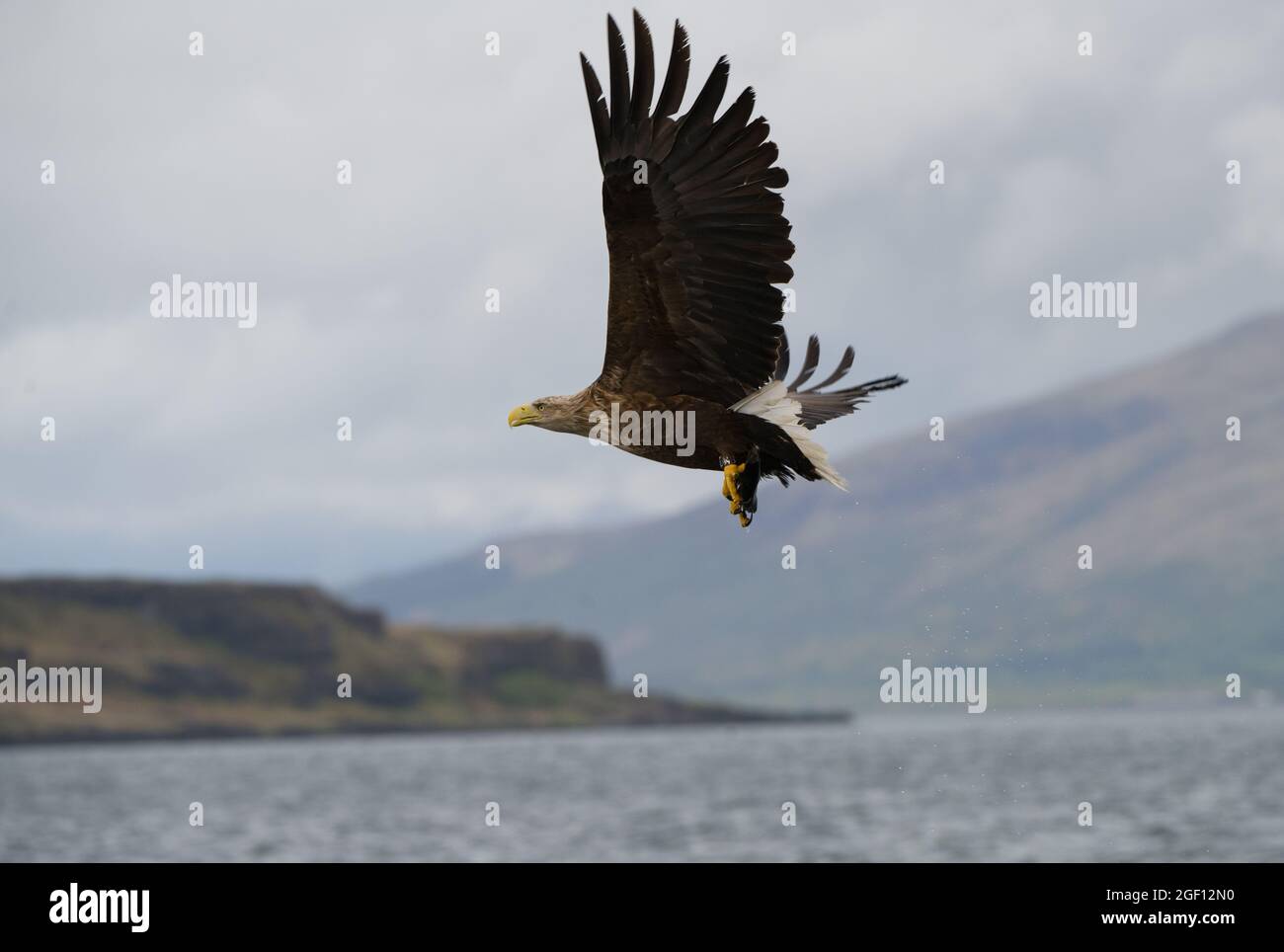 Aquila marina a coda bianca che vola, isola di Mull. Foto Stock