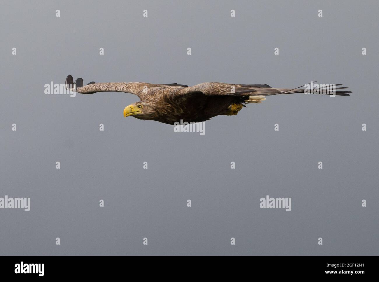 Aquila di mare a coda bianca in volo, isola di Mull. Foto Stock