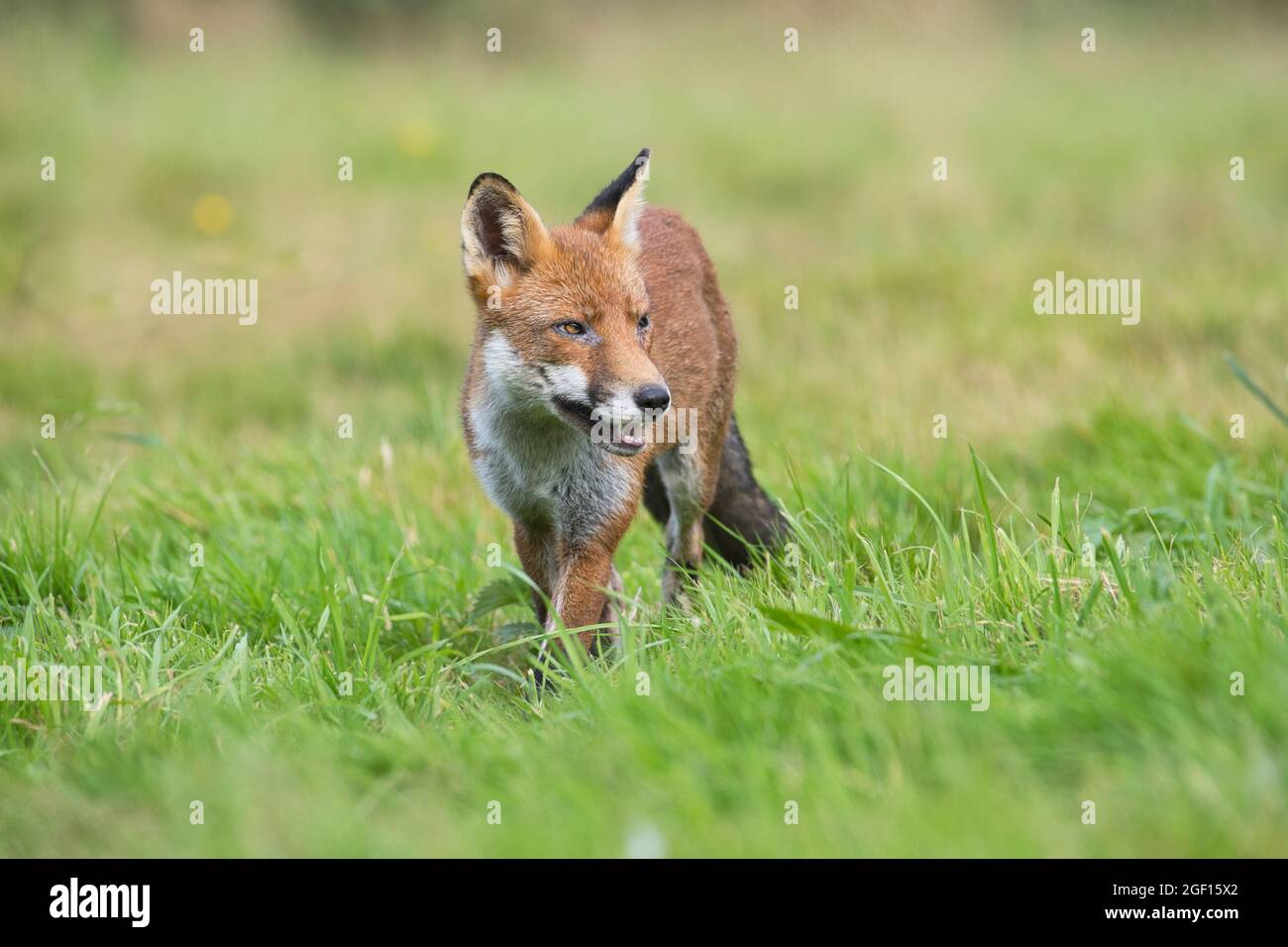 Volpe rossa (Vulpes vulpes) che si muove attraverso un prato in un ambiente rurale Foto Stock