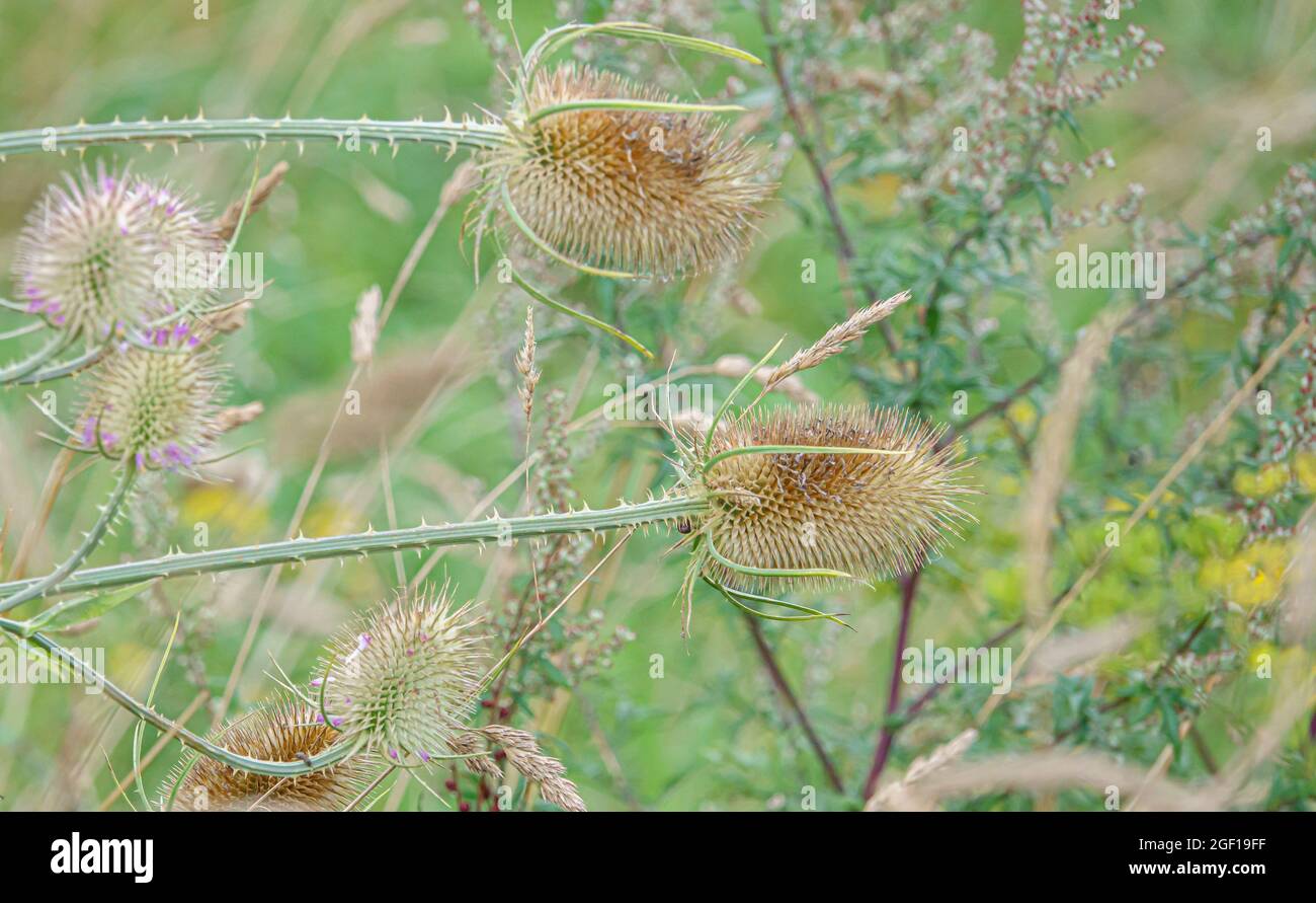 Beautiful Wild Teasel (Dipsacus Fullonum) Thistle on Salisbury Plain, UK Foto Stock