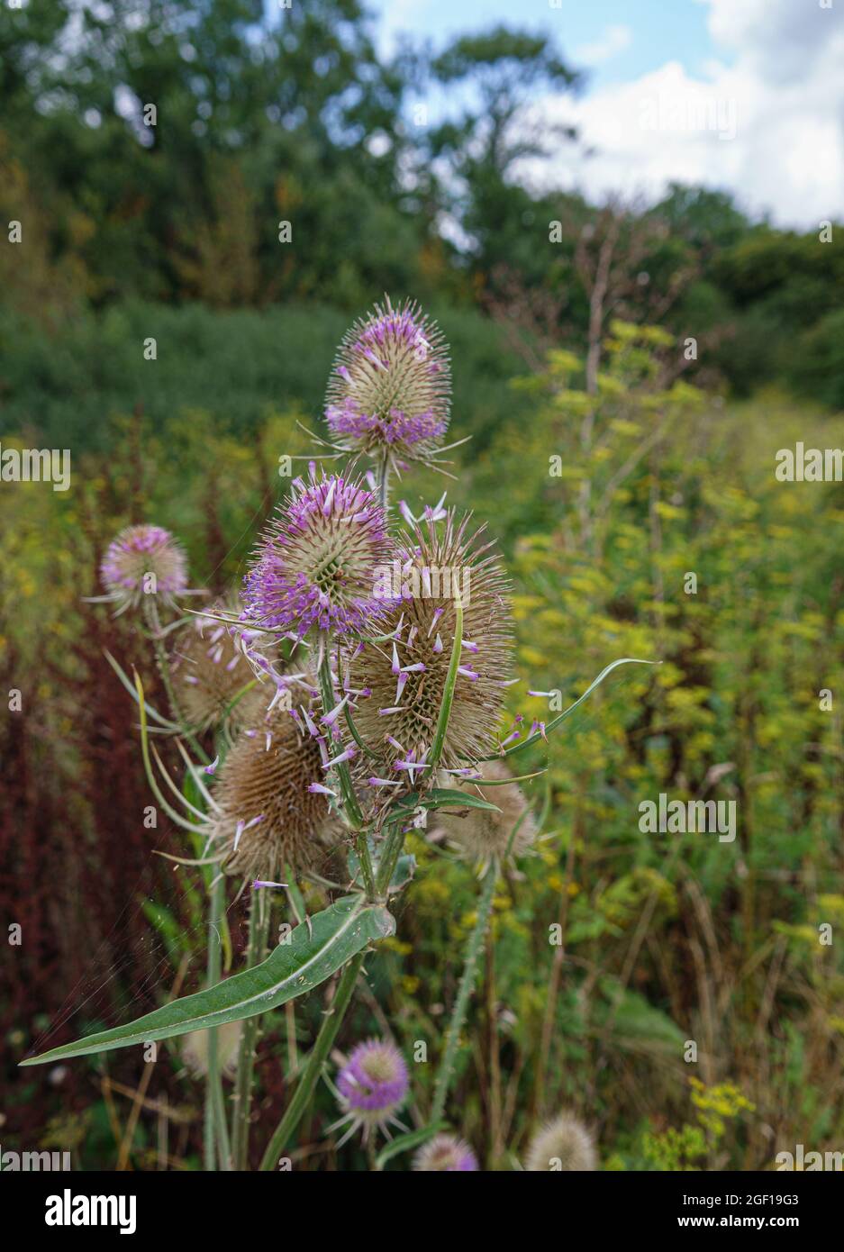 Beautiful Wild Teasel (Dipsacus Fullonum) Thistle on Salisbury Plain, UK Foto Stock