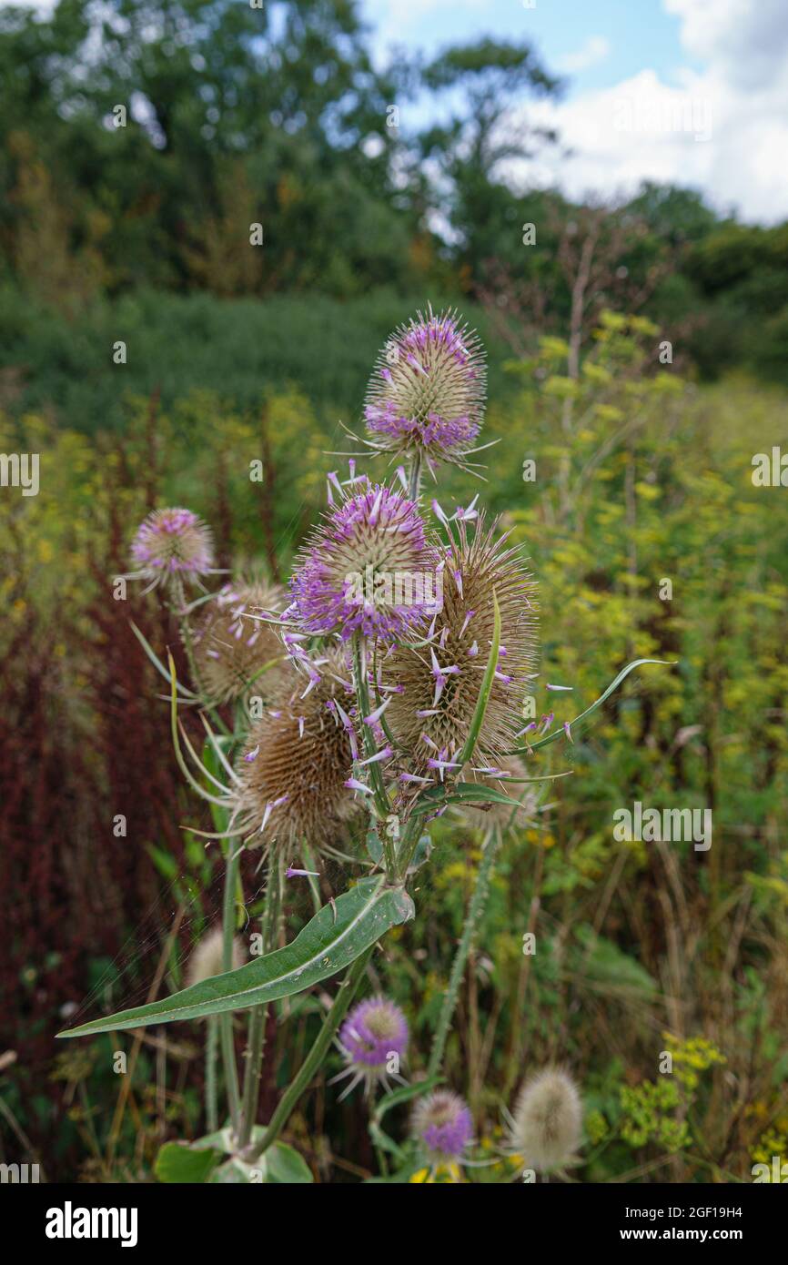 Beautiful Wild Teasel (Dipsacus Fullonum) Thistle on Salisbury Plain, UK Foto Stock