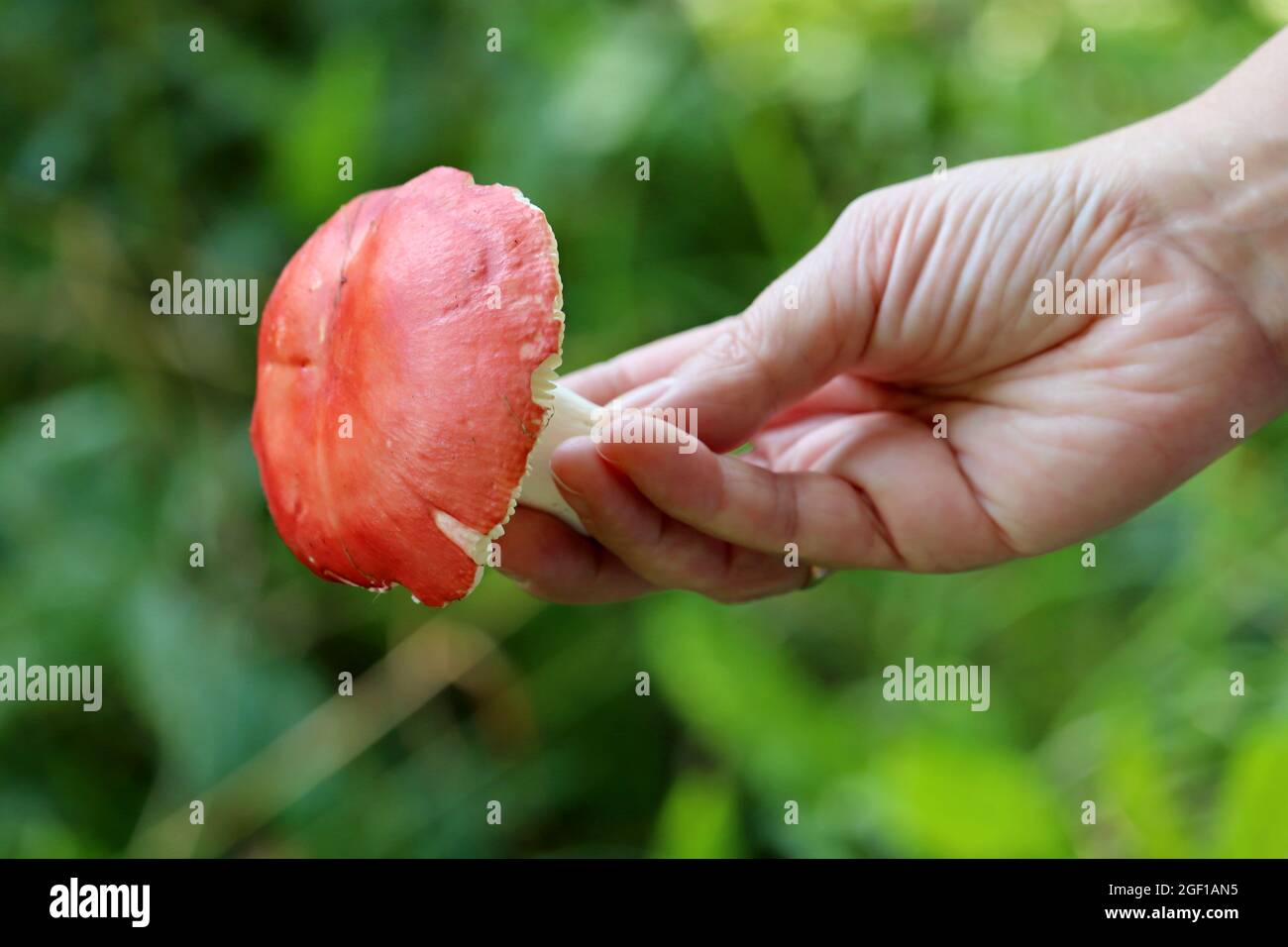 Fungo russula con cappuccio rosso e gamba bianca in mano femmina su sfondo di erba. Raccolta di funghi commestibili in una foresta Foto Stock