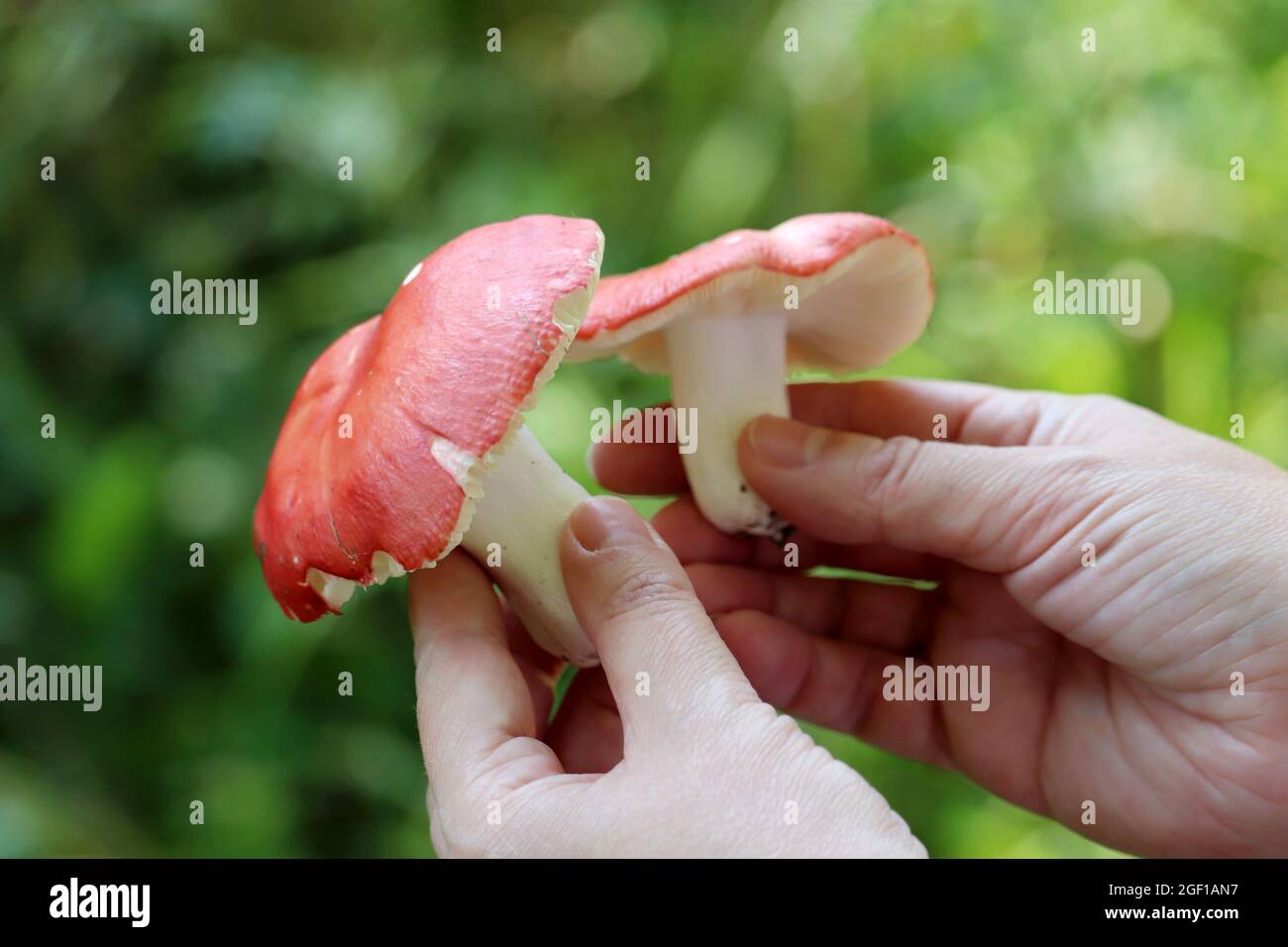 Raccolta di funghi commestibili in una foresta. Funghi russula con cappuccio rosso e gamba bianca in mani femminili Foto Stock